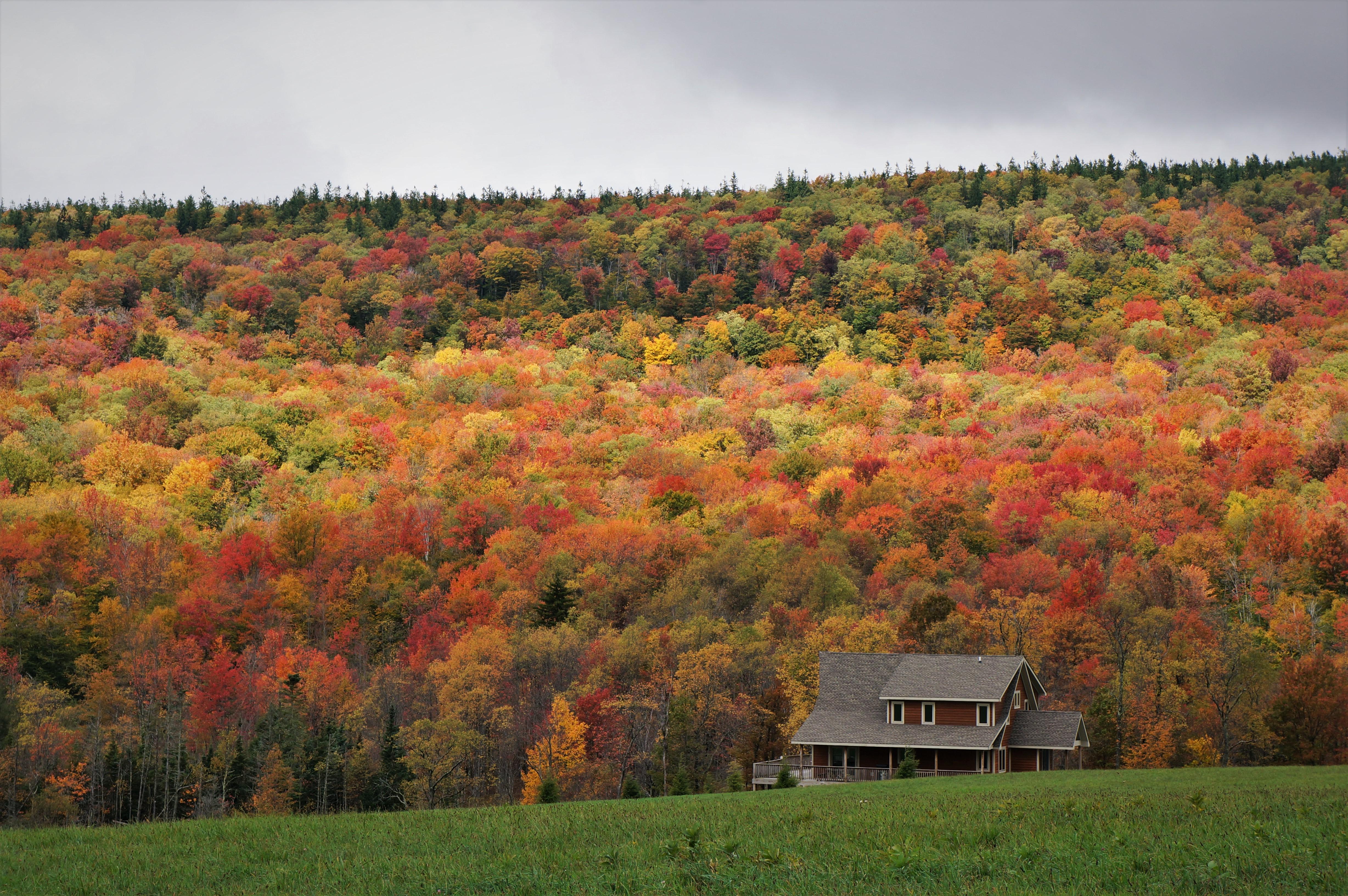 Fall background when staying in Canaan Valley, West Virginia.