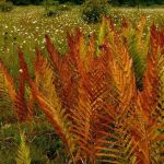 orange and red fall ferns